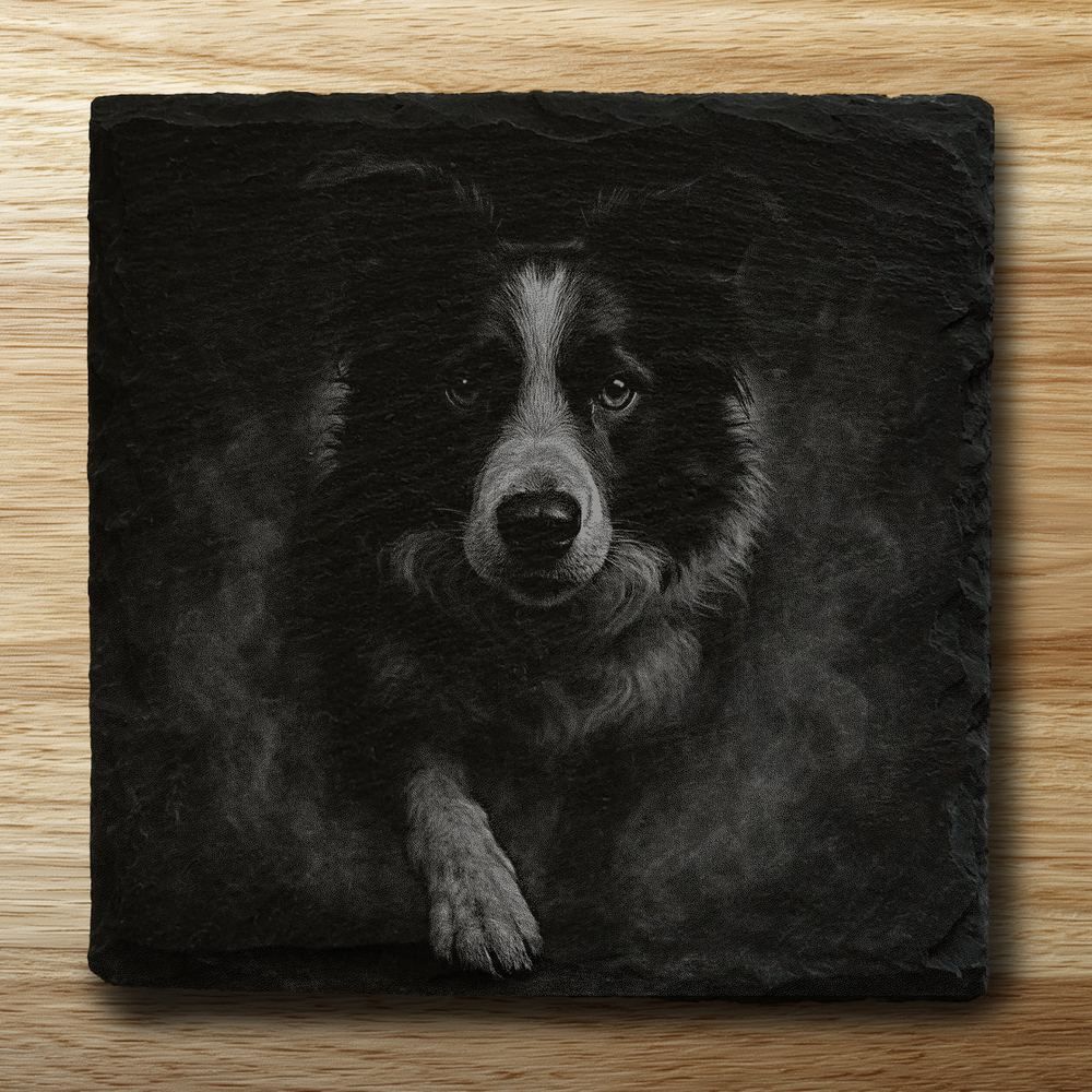 Border Collie - square