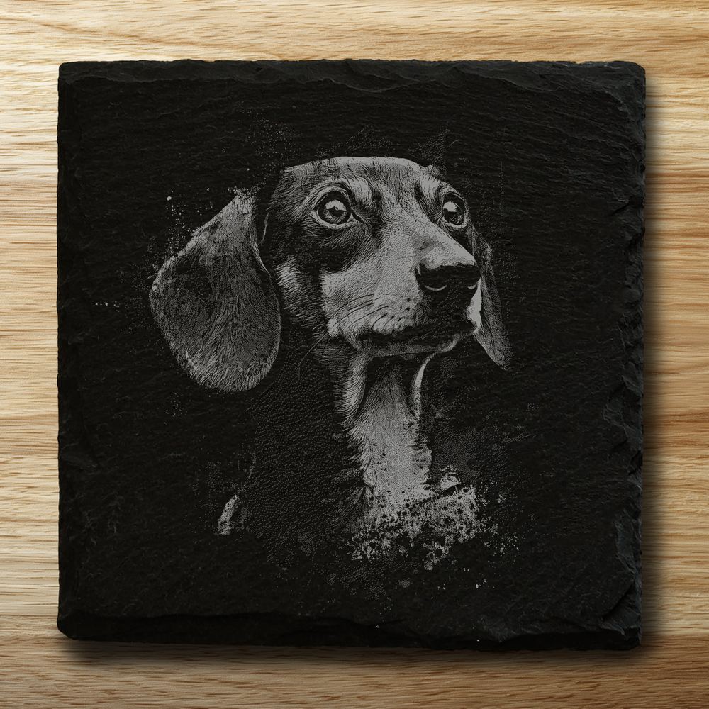 Dachshund
