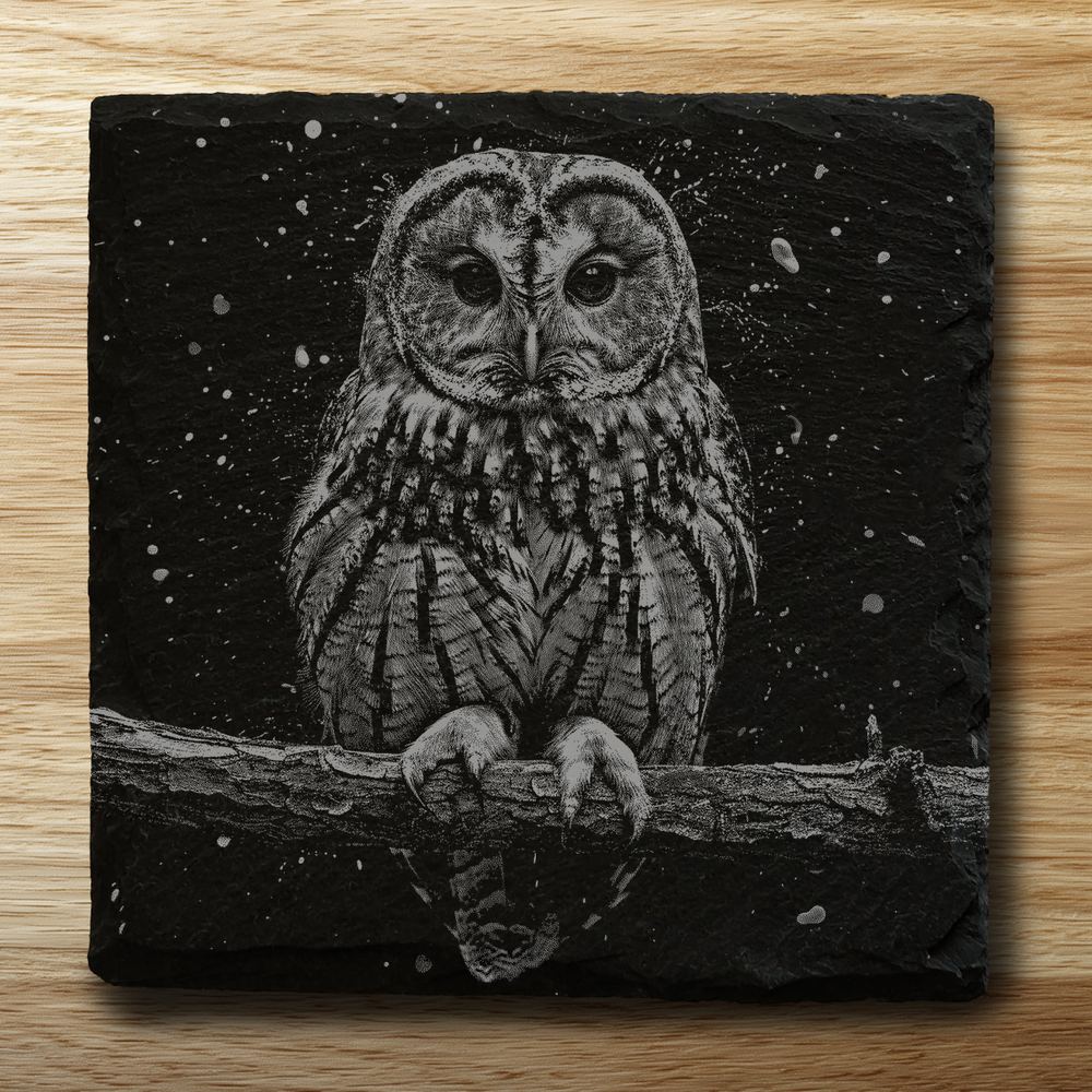Tawny Owl